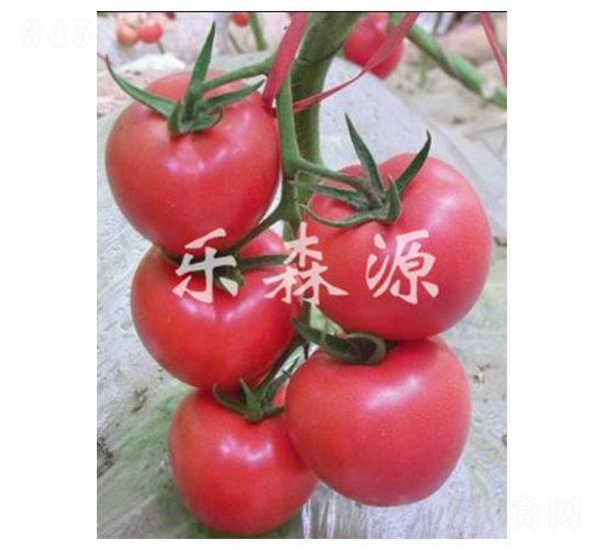 佳粉806-番茄種子-樂森源