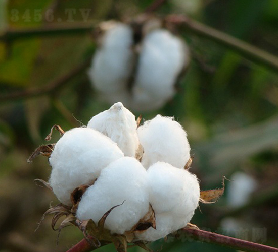 ���s��9̖(h��o)-�޻��N��-���r(n��ng)�l(f��)