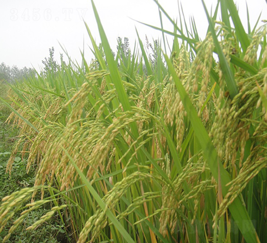 �V�Ƀ�(y��u)558-ˮ���N��-���r(n��ng)�l(f��)