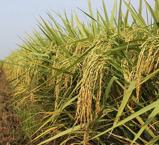 綠稻Q7-水稻種子-中農(nóng)發(fā)