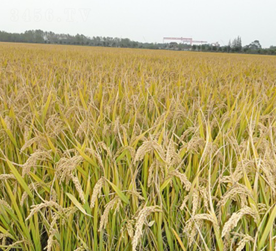 �P��4227-ˮ���N��-���r(n��ng)�l(f��)