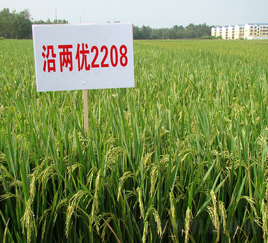 鹽兩優(yōu)2208-水稻種子-中農(nóng)發(fā)