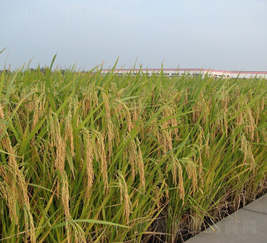 �P(y��ng)�Ƀ�(y��u)013-ˮ���N��-���r(n��ng)�l(f��)