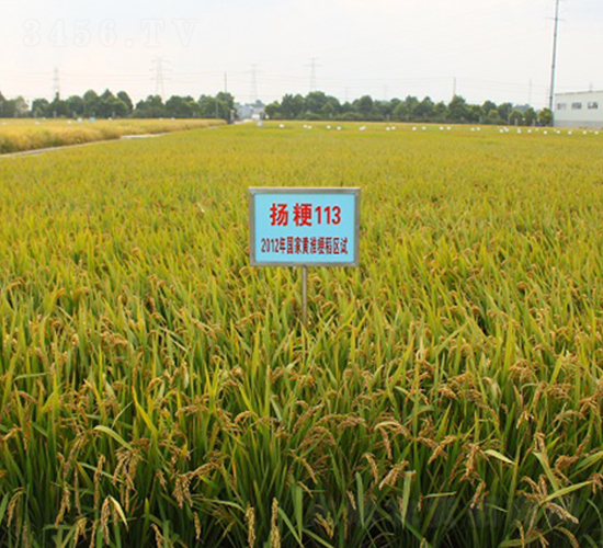 �P��113-ˮ���N��-���r(n��ng)�l(f��)