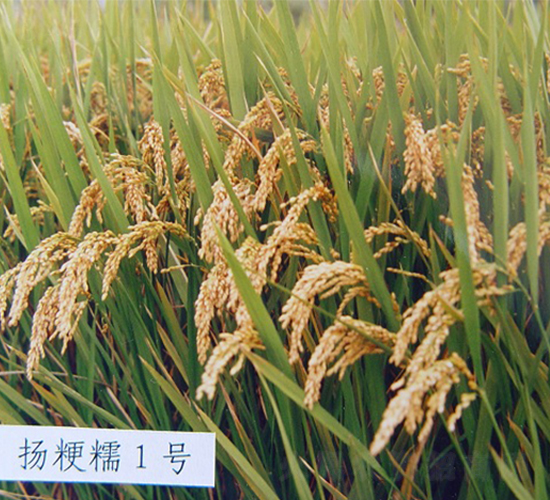 �P(y��ng)��Ŵ1̖(h��o)-ˮ���N��-���r(n��ng)�l(f��)