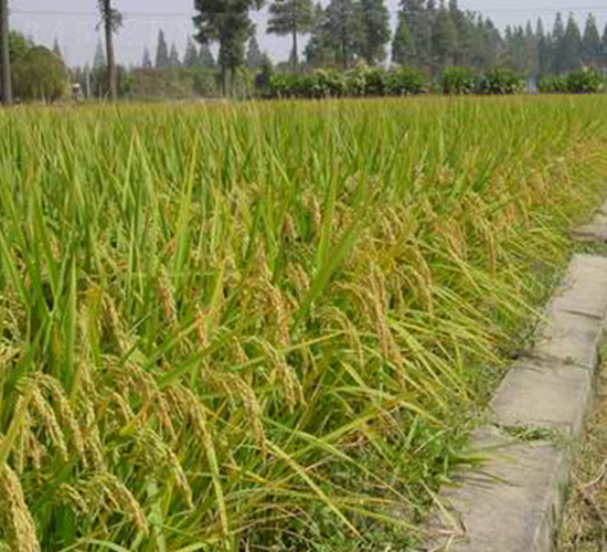 鄂粳糯437-水稻種子-中農(nóng)發(fā)