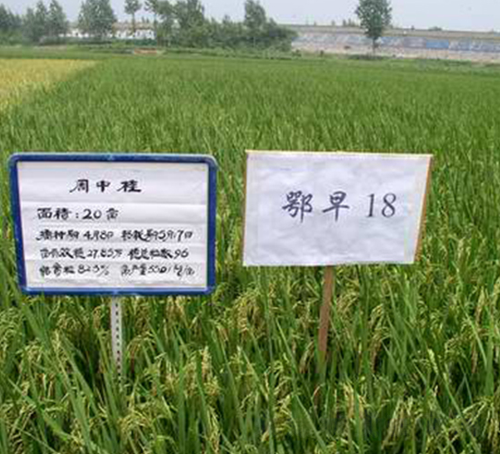 鄂早18-水稻種子-中農(nóng)發(fā)