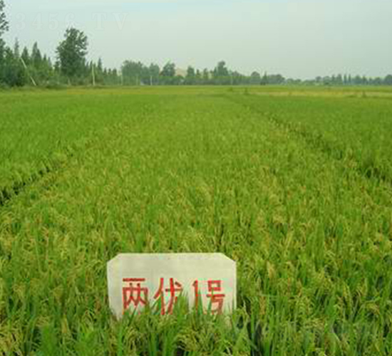 ��ʢ�Ƀ�(y��u)1̖-ˮ���N��-���r(n��ng)�l(f��)