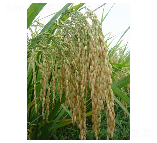 ��ʢ�탞(y��u)1̖-ˮ���N��-���r(n��ng)�l(f��)