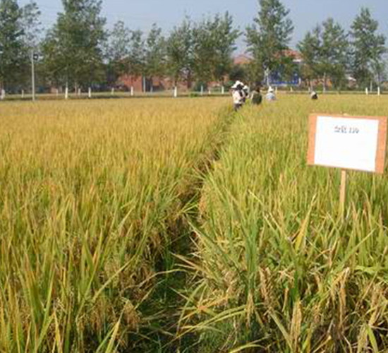 ����(y��u)1130-ˮ���N��-���r(n��ng)�l(f��)