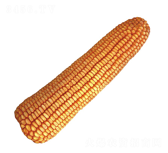 潞玉13-玉米種子-中農(nóng)發(fā)