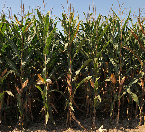 潞玉19-玉米種子-中農(nóng)發(fā)