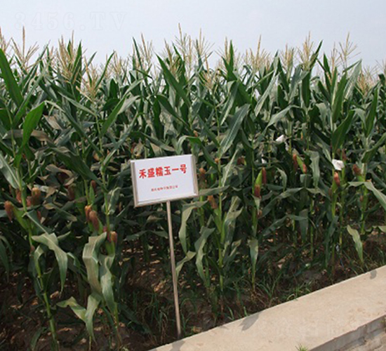 禾盛糯玉1號-玉米種子-中農發(fā)