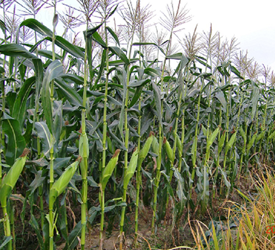 華寶甜8號-玉米種子-中農(nóng)發(fā)