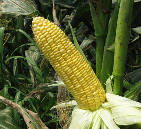 金中玉-玉米種子-中農(nóng)發(fā)