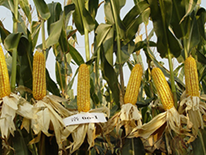 ����7̖(h��o)-���׷N��-���r(n��ng)�l(f��)