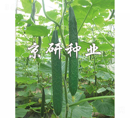 京豐68-黃瓜種子-京研