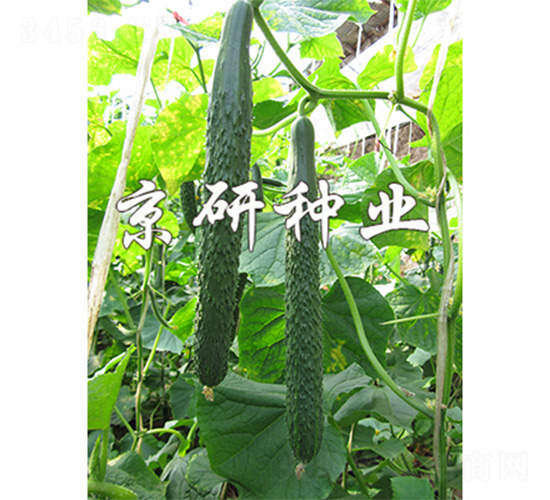 京研優(yōu)勝-黃瓜種子-京研