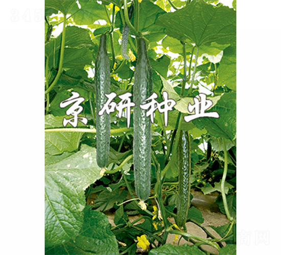 京研107-黃瓜種子-京研