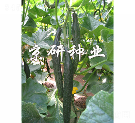 京豐320-黃瓜種子-京研