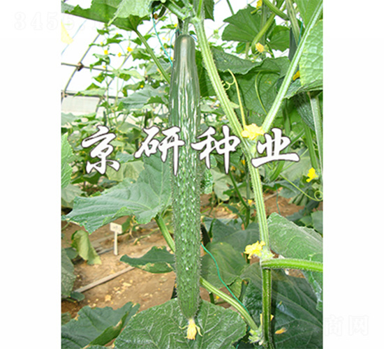 京研118-黃瓜種子-京研