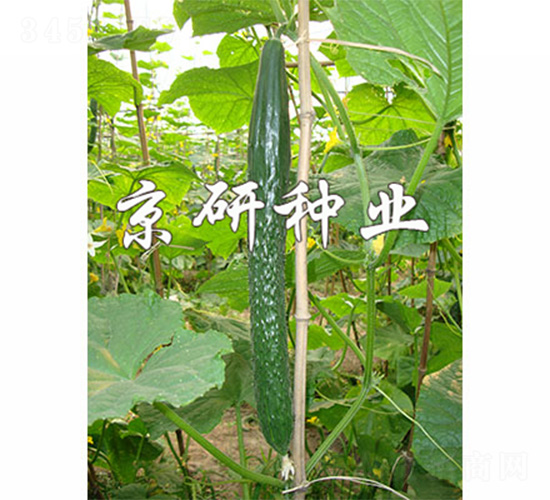 京研407-黃瓜種子-京研