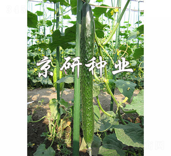 京研夏美-黃瓜種子-京研