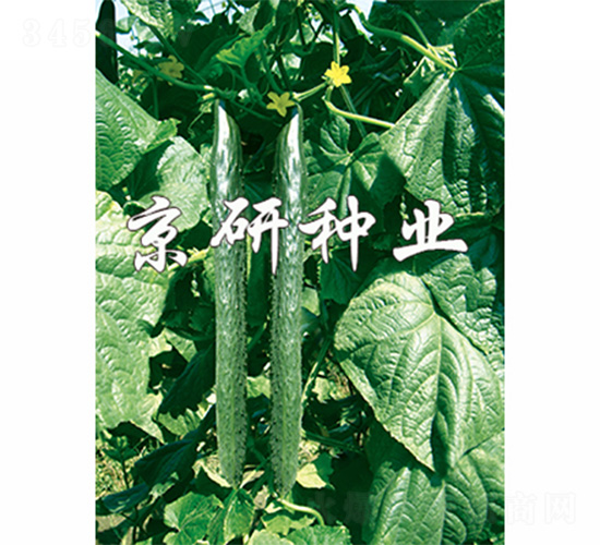 北京403-黃瓜種子-京研