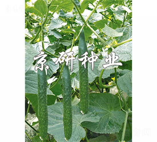 北京402-黃瓜種子-京研