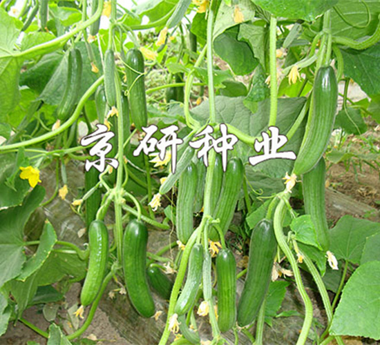 京研迷你13號-黃瓜種子-京研