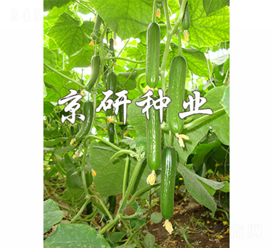 京研迷你9號(hào)-黃瓜種子-京研