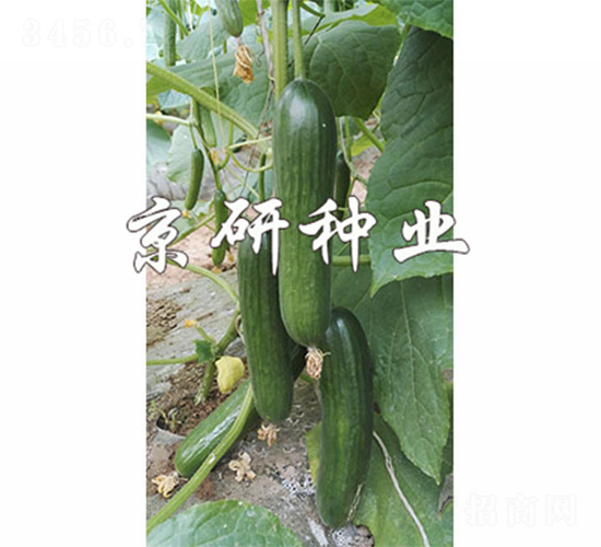 綠精靈10號-黃瓜種子-京研