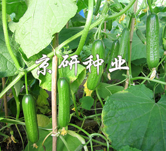 綠精靈2號(hào)-黃瓜種子-京研