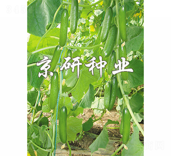 京研迷你7號(hào)-黃瓜種子-京研