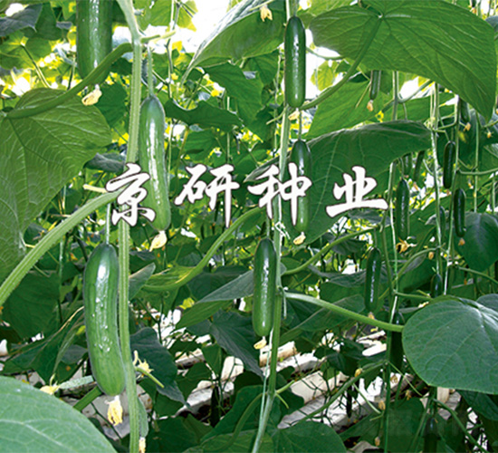 京研迷你5號(hào)-黃瓜種子-京研