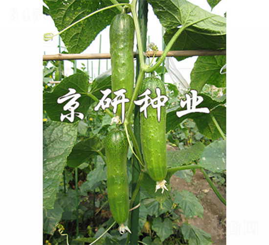 ���оG�ᭇ2̖(h��o)-�S�ϷN��-����