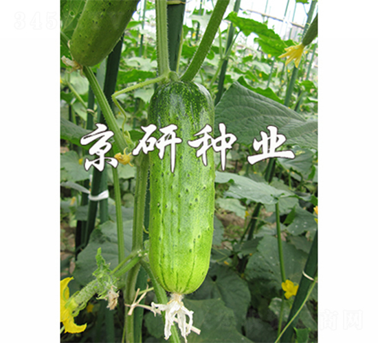 京研綠玲瓏-黃瓜種子-京研
