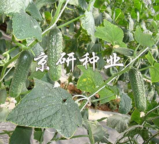 京研腌漬黃瓜1590-黃瓜種子-京研