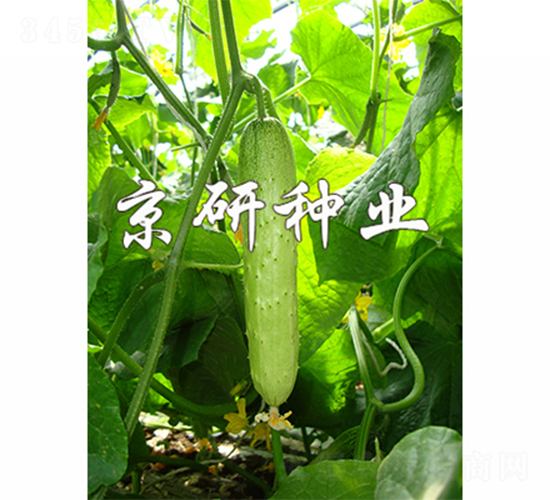 京研旱寶7號(hào)-黃瓜種子-京研