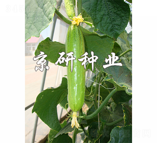 ���к���5̖-�S�ϷN��-����