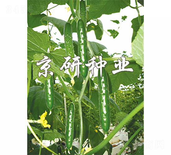 ���2̖-�S�ϷN��-����