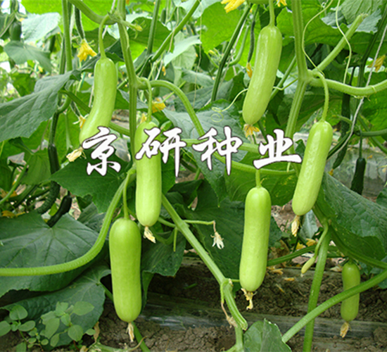 京研玉甜156-黃瓜種子-京研