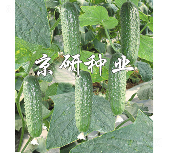 京研腌漬寶90-黃瓜種子-京研