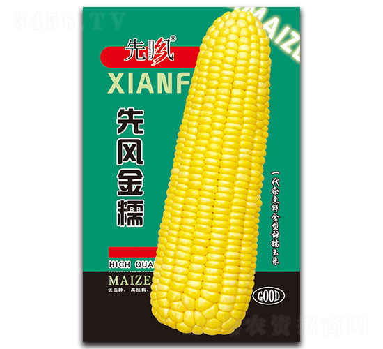 先風(fēng)金糯-糯玉米種子-先風(fēng)