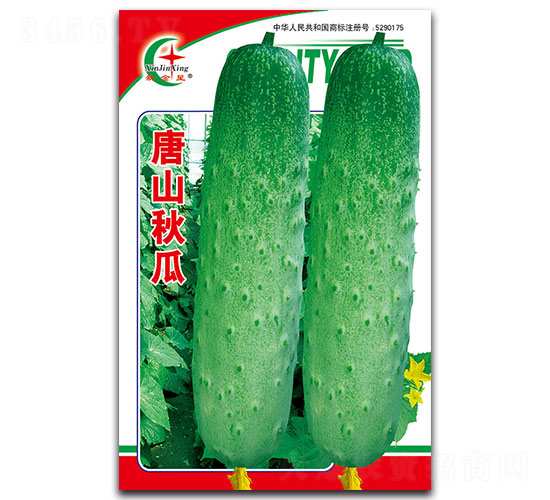 唐山秋瓜-黃瓜種子-先風(fēng)