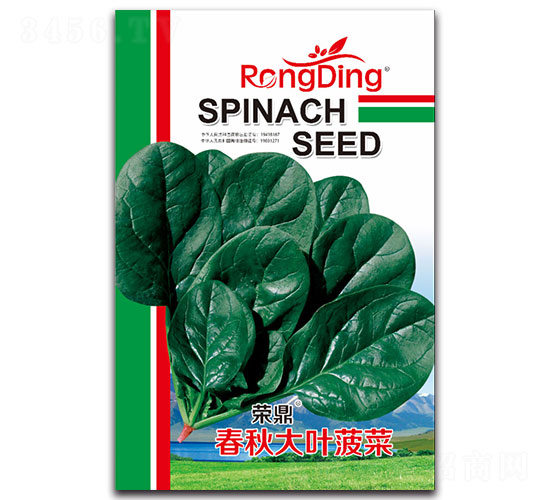 榮鼎春秋大葉菠菜-菠菜種子-先風(fēng)