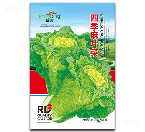 四季麻葉菜-葉菜種子-先風(fēng)