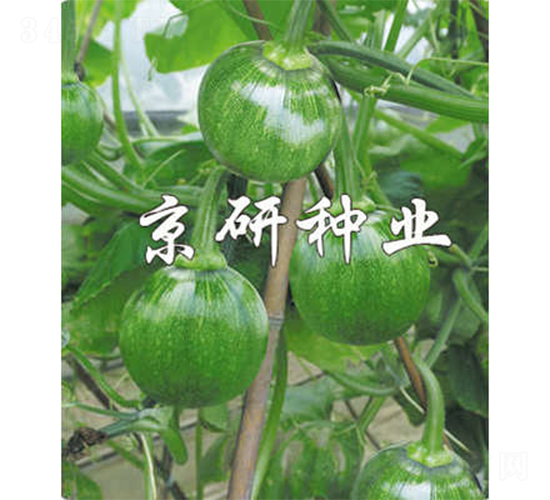 嫩早2號(hào)-南瓜種子-京研