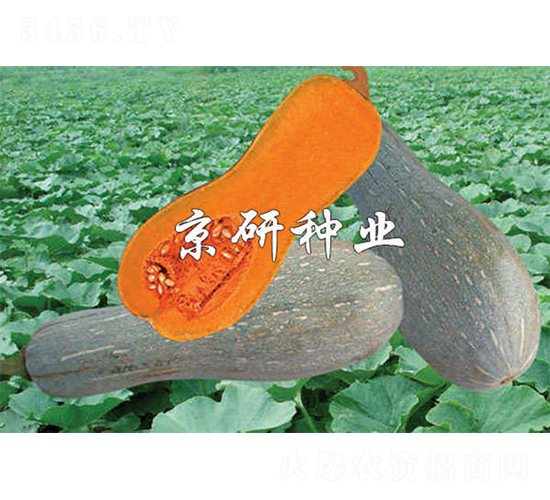 甜蜜2號-南瓜種子-京研