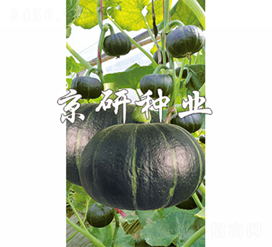 ����ؐؐ-�ϹϷN��-����